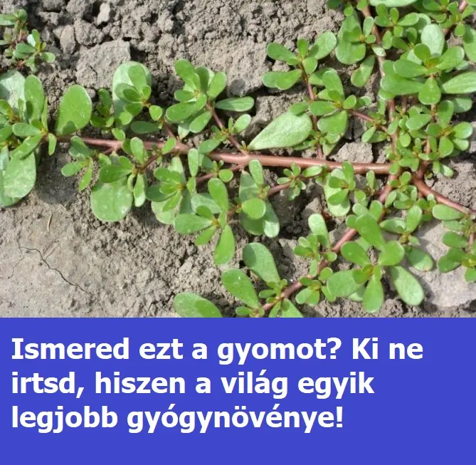 porcsin gaz