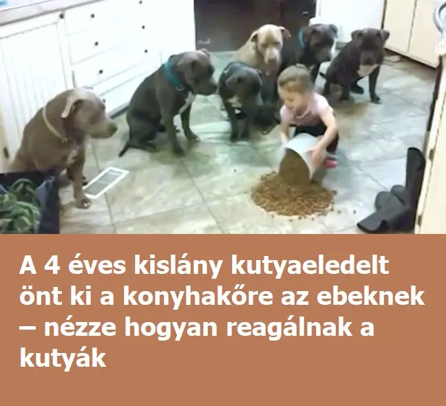 kutyusokeszneku hu 5 1896