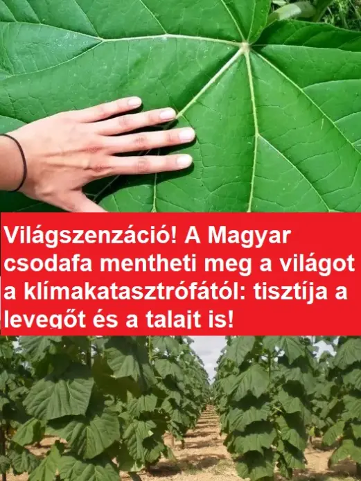 magyarcsoda0429 8836645490060549725 n