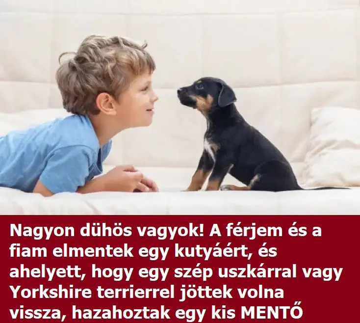 kisfiukutya 612x612